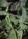 Rumex scutatus