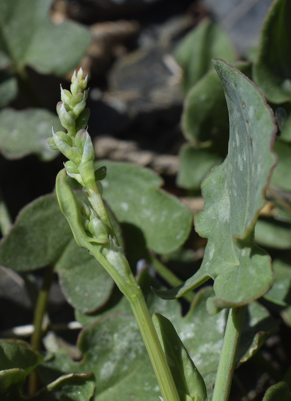 Изображение особи Rumex scutatus.