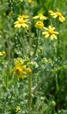 Senecio vernalis. Верхушка цветущего растения. Ростовская обл., Мясниковский р-н, окр. хут. Недвиговка. 29.04.2007.