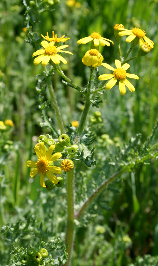 Изображение особи Senecio vernalis.