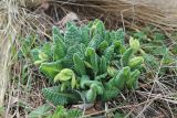 Primula macrocalyx