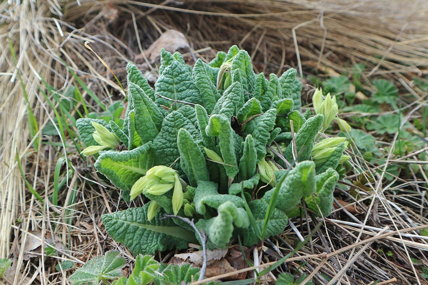 Image of Primula macrocalyx specimen.