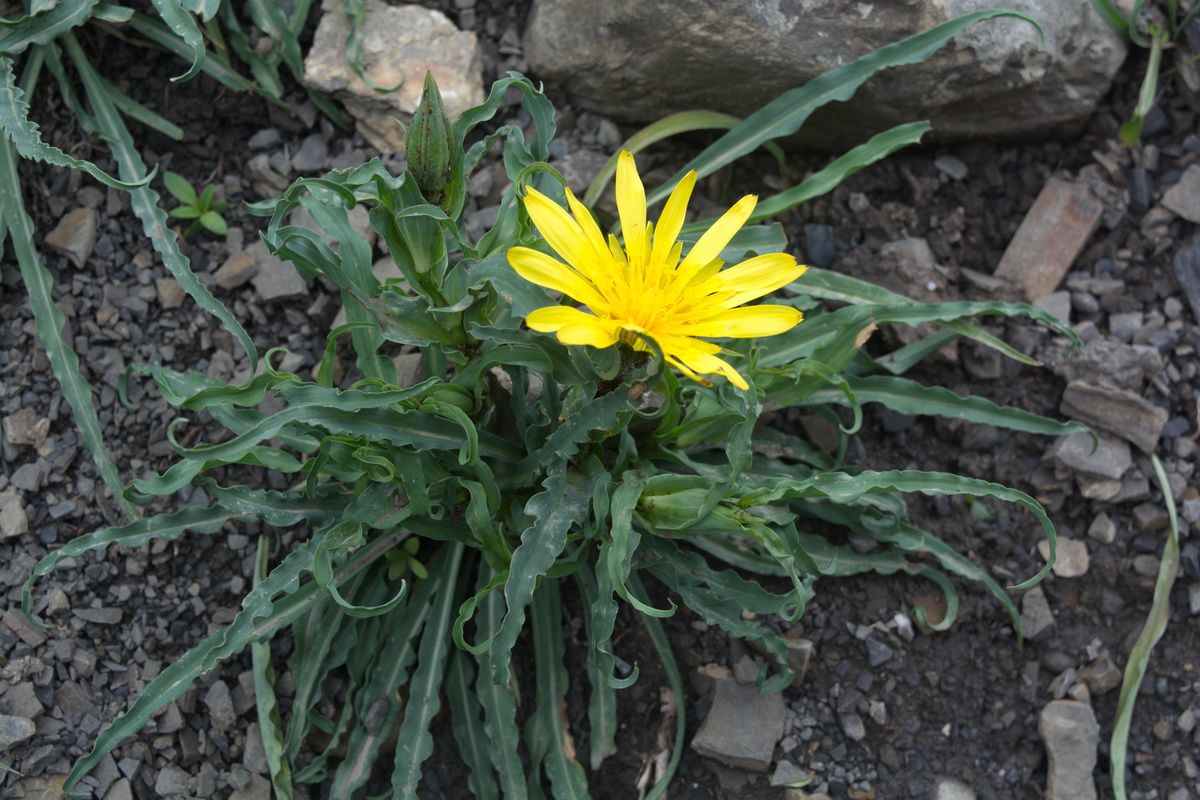 Image of genus Tragopogon specimen.