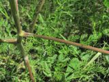 genus Trinia. Часть стебля с листом и основанием пазушного побега. Краснодарский край, окр. г. Армавир, степной склон. 04.05.2023.