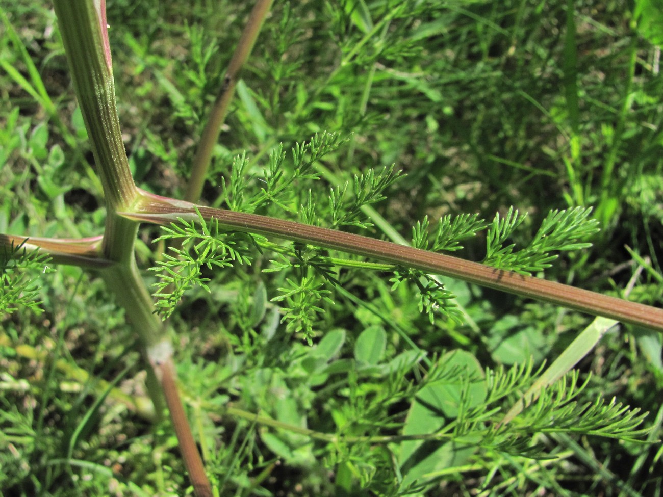 Image of genus Trinia specimen.