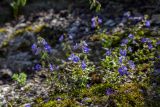 Veronica umbrosa