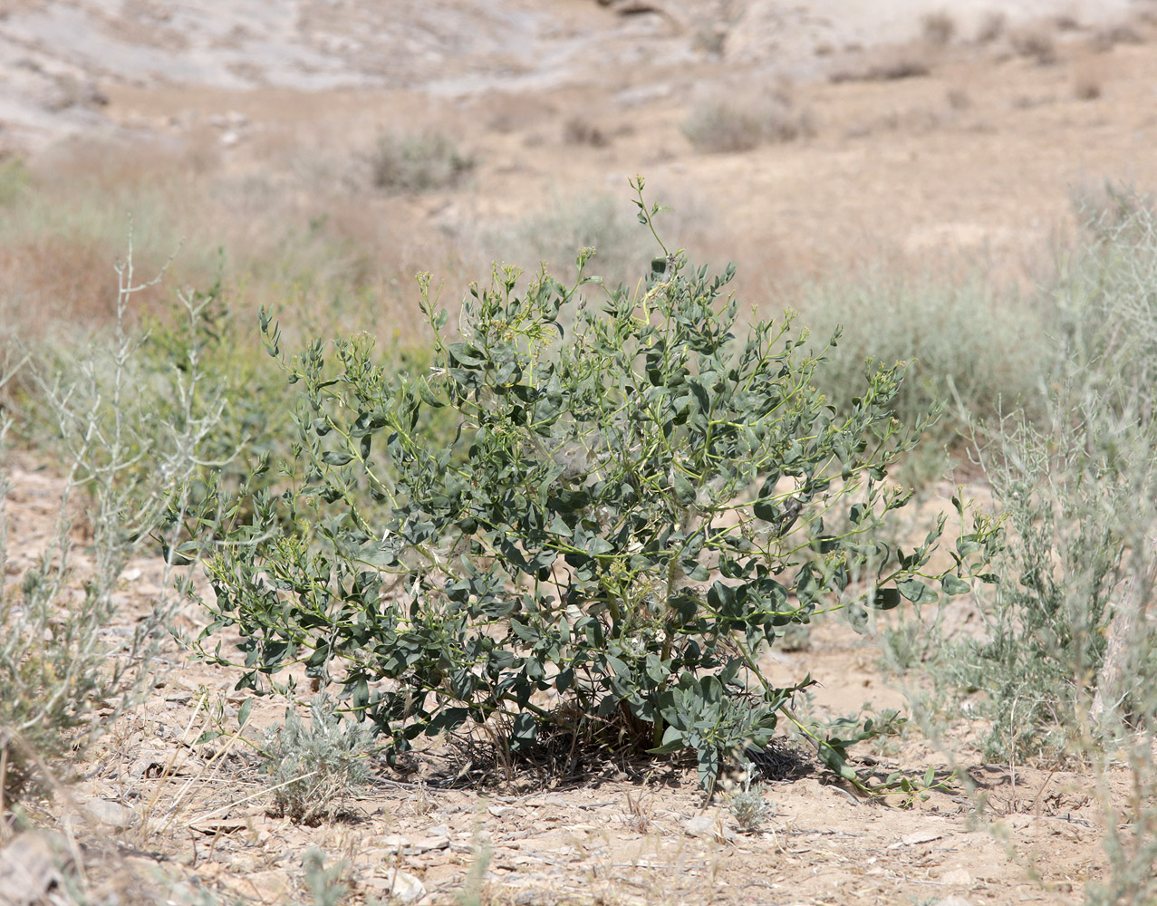 Image of Haplophyllum acutifolium specimen.