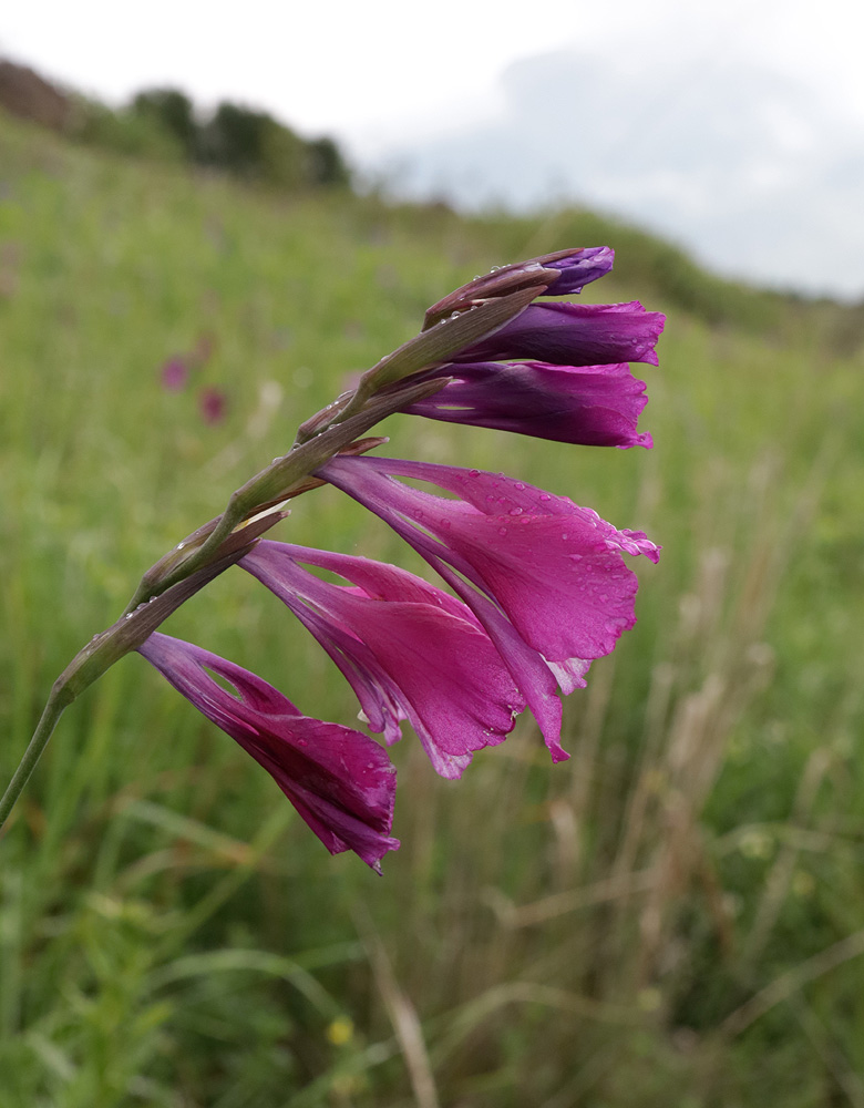 Image of Gladiolus tenuis specimen.