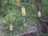 Pinus sylvestris