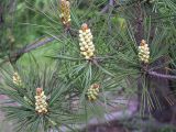 Pinus sylvestris. Веточки с микростробилами. Владивосток, Ботанический сад-институт ДВО РАН.