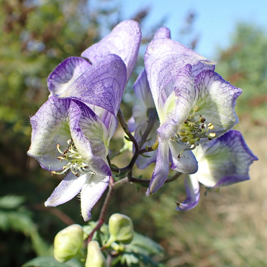 Image of Aconitum sczukinii specimen.