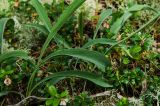 Scorzonera glabra. Листья. Свердловская обл., Карпинский ГО, долина р. Каква, вершина Мелехинского Камня, разреженный сосновый бор, беломшанник. 9 июня 2023 г.