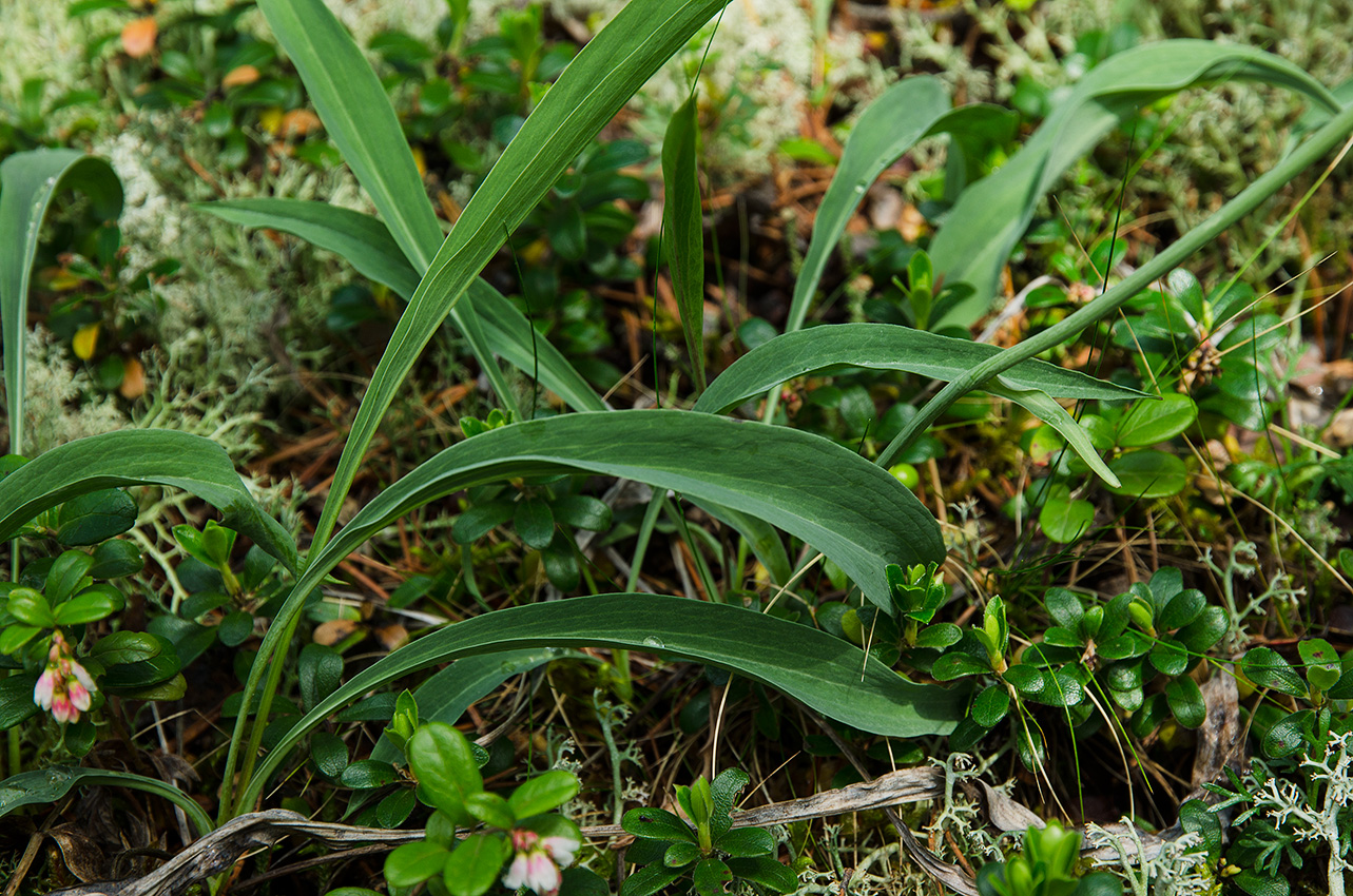 Изображение особи Scorzonera glabra.