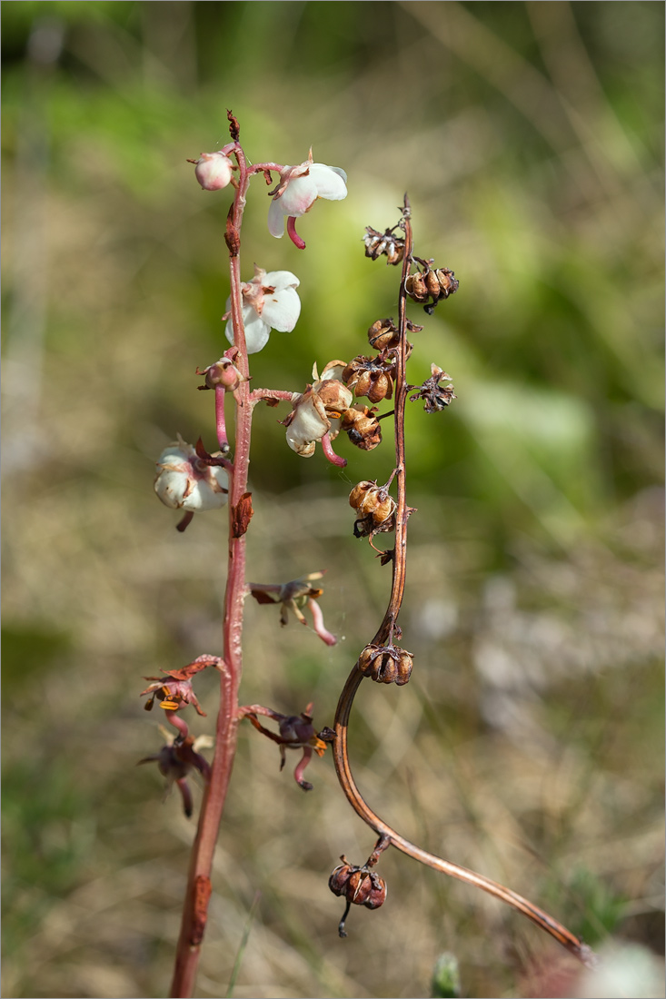 Image of Pyrola rotundifolia specimen.