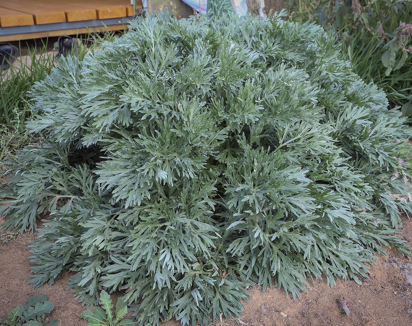 Изображение особи Artemisia absinthium.