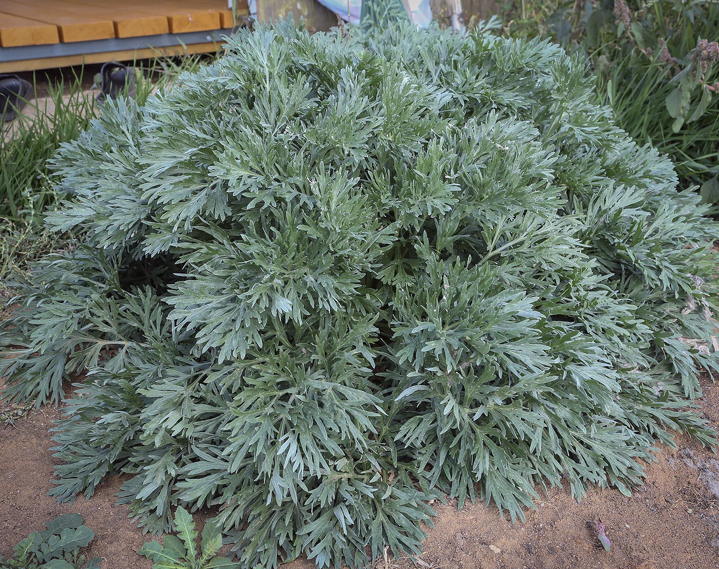 Image of Artemisia absinthium specimen.