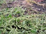 Atriplex prostrata