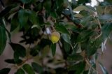 Quercus ilex. Часть ветви с плодом. Крым, г. Алупка, в культуре. 28.10.2021.