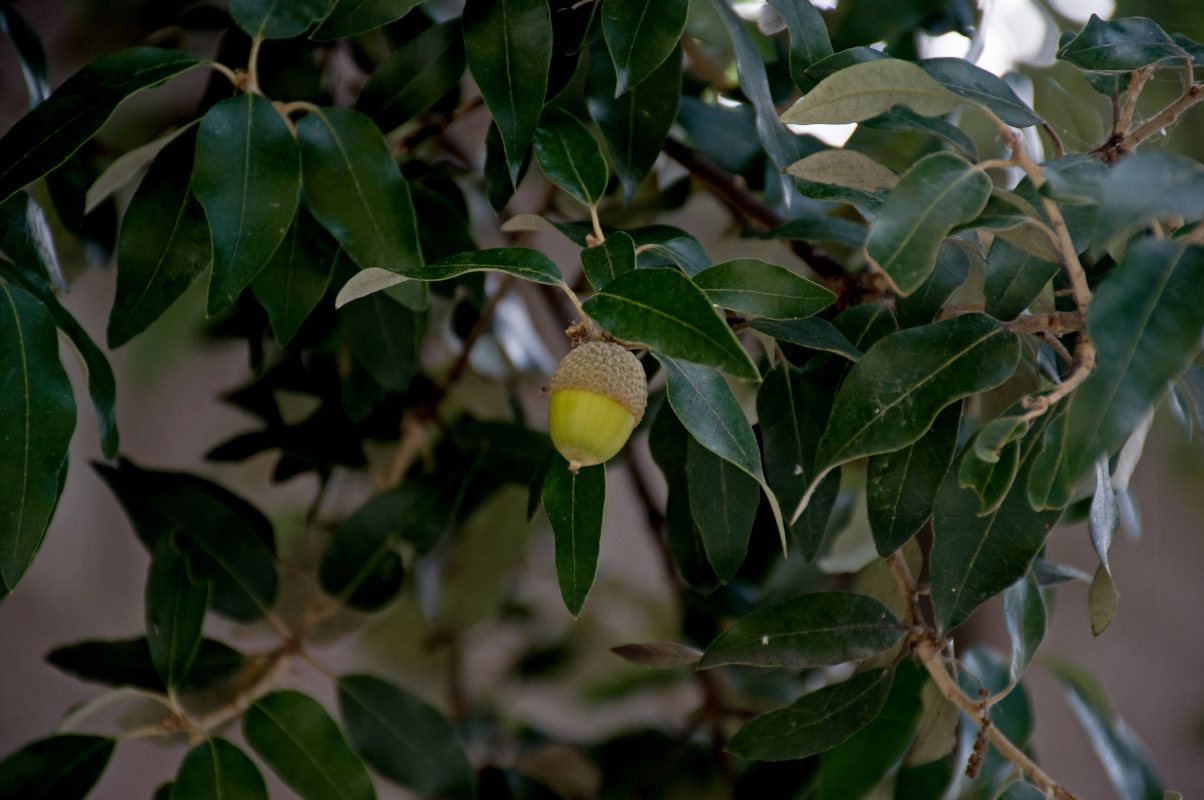 Изображение особи Quercus ilex.