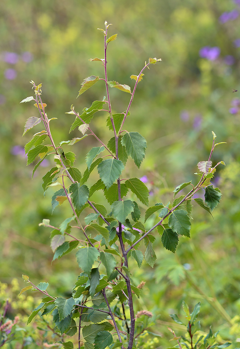 Изображение особи Betula litwinowii.