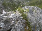 Minuartia circassica