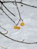 Malus domestica
