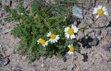 Richteria pyrethroides
