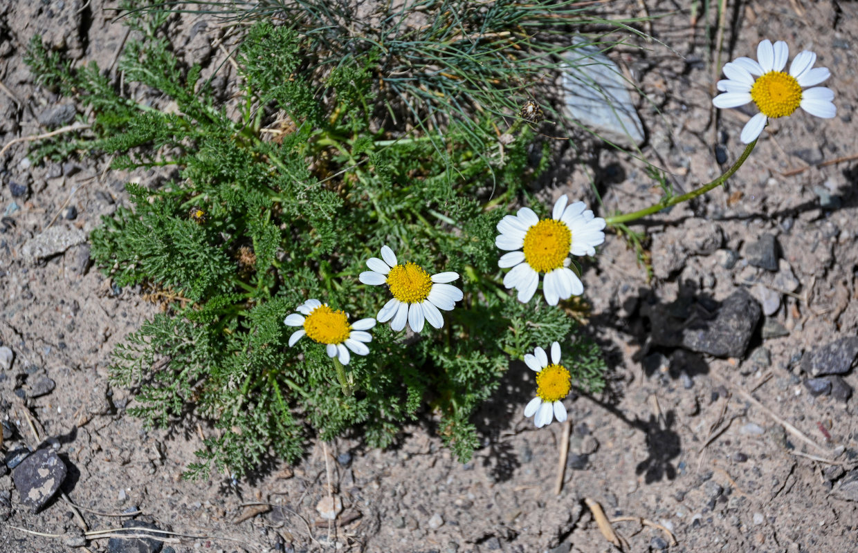 Изображение особи Richteria pyrethroides.