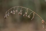 Cynoglossum officinale