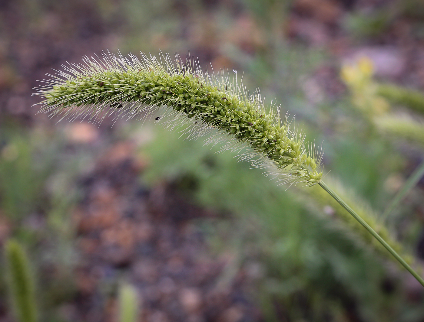 Изображение особи Setaria viridis.