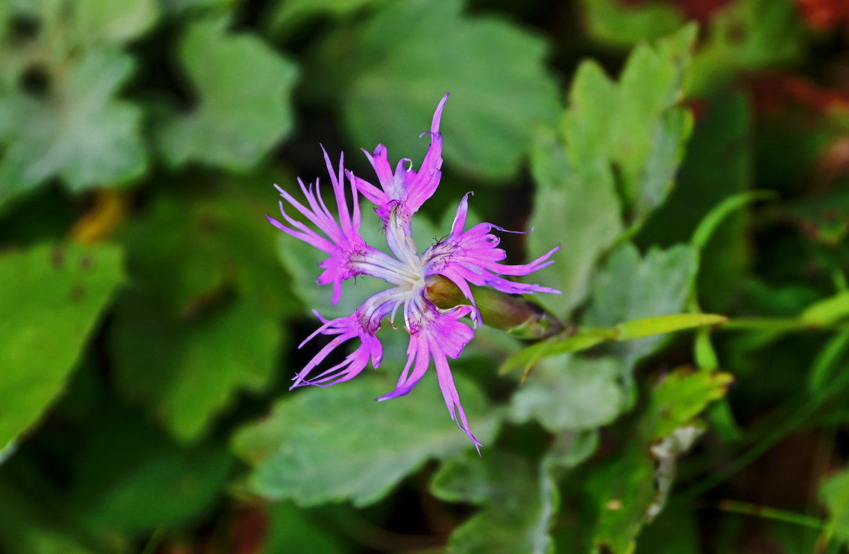 Image of Dianthus superbus specimen.