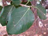 Ficus benghalensis