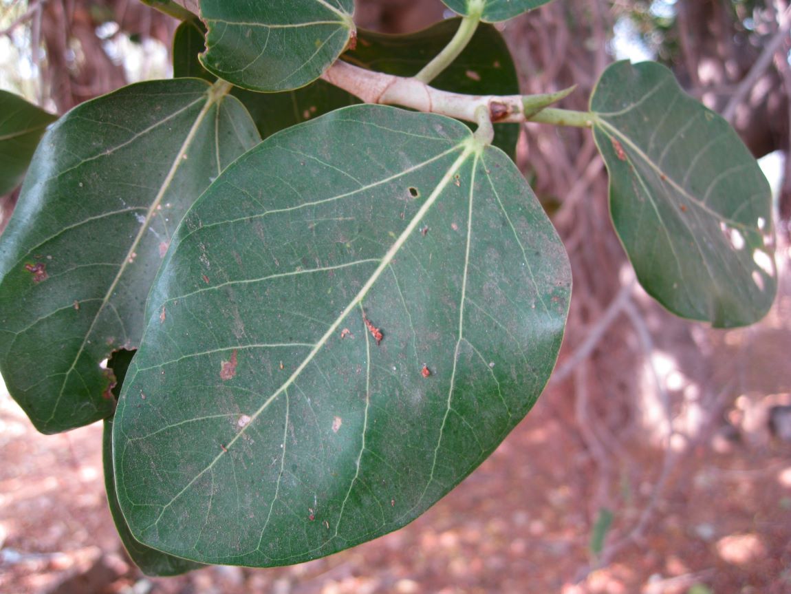 Image of Ficus benghalensis specimen.