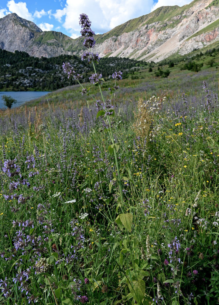 Image of Nepeta formosa specimen.