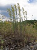 Galium verum. Отцветающие растения. Краснодарский край, м/о г. Новороссийск, пер. Маркотх, остепнённый луг. 08.07.2017.