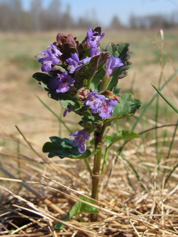 Изображение особи Glechoma hederacea.