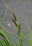 Carex acuta