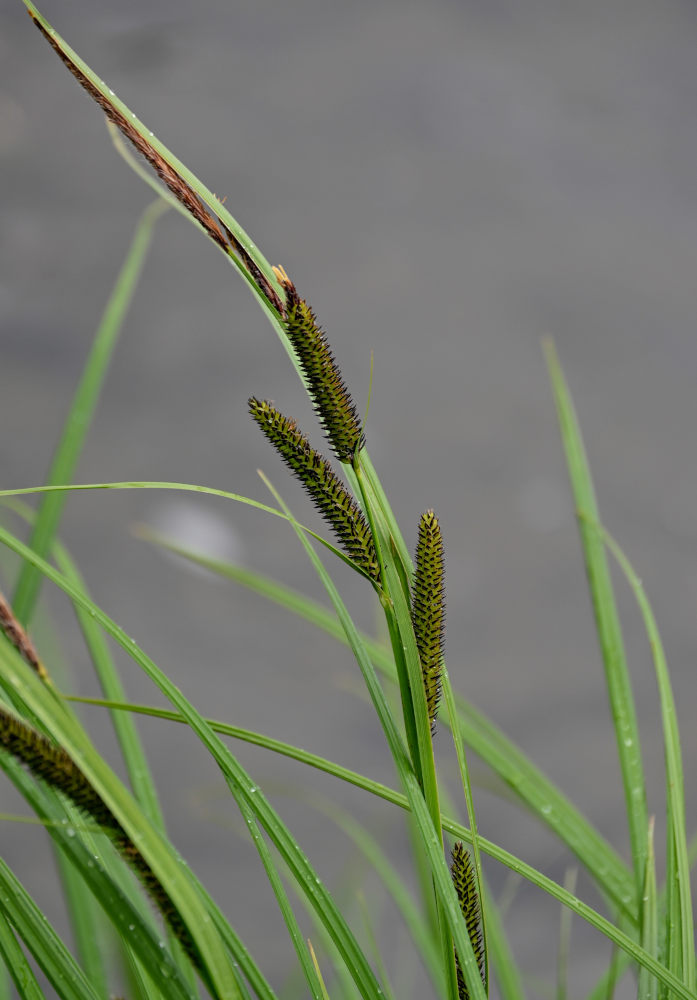 Изображение особи Carex acuta.