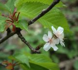 Cerasus avium