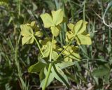 Euphorbia verrucosa