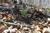 Asarum sieboldii. Цветущее растение. Приморский край, Шкотовский р-н, окр. пос. Подъяпольск, вершина небольшой приморской сопки, широколиственный лес. 23.04.2023.