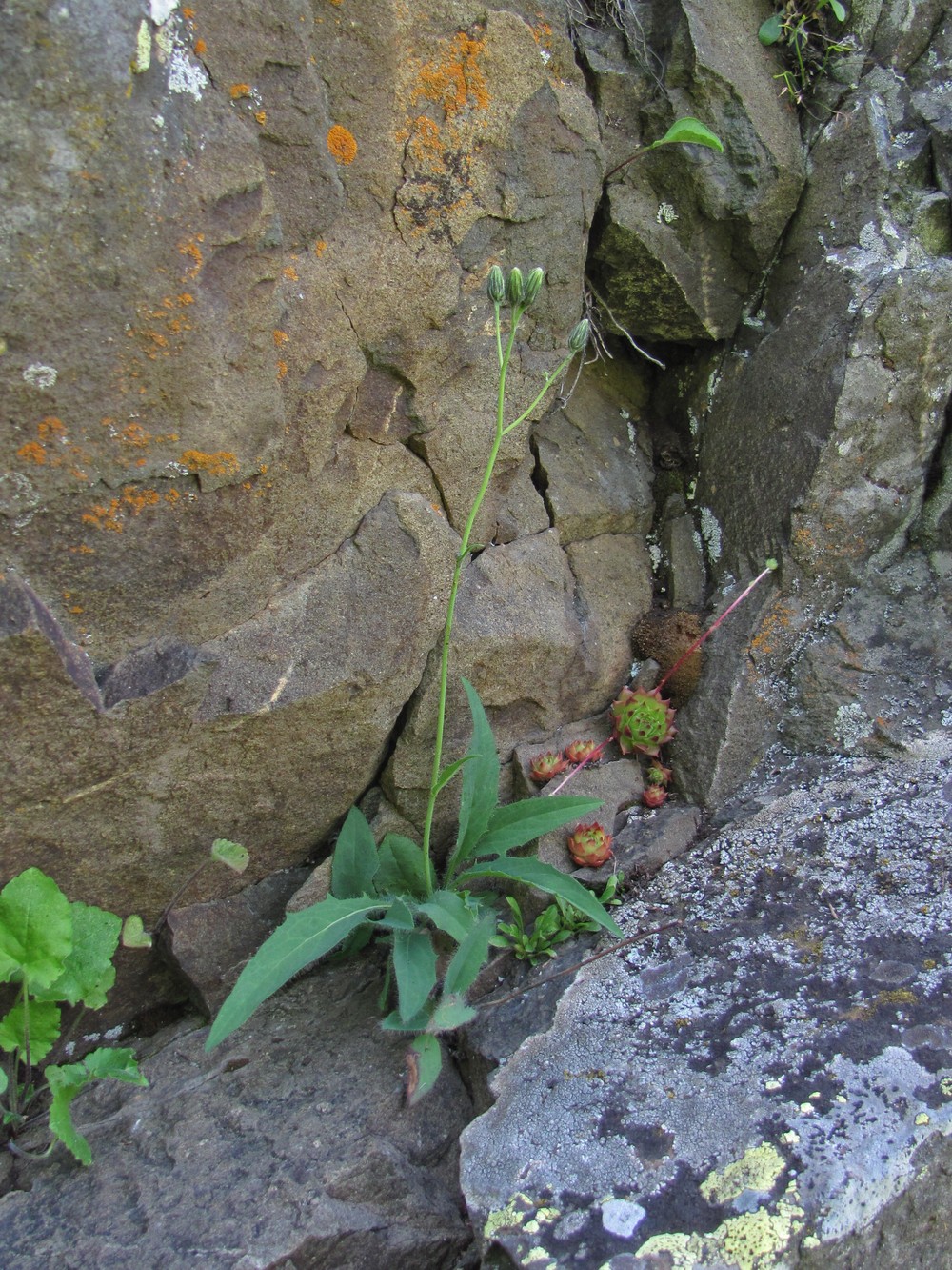 Изображение особи род Hieracium.