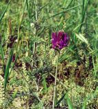 Astragalus onobrychis. Верхушка побега с соцветием. Ростовская обл., Азовский р-н, побережье Таганрогского залива в районе косы Очаковская. Середина мая 2006 г.