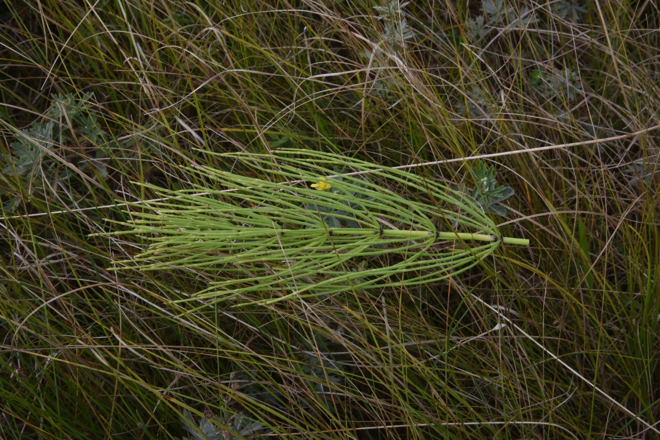 Image of Equisetum arvense specimen.