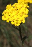 Image of taxon representative. Author is Владимир Саенко
