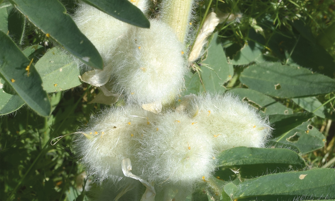 Изображение особи Astragalus sieversianus.