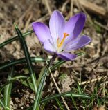 род Crocus