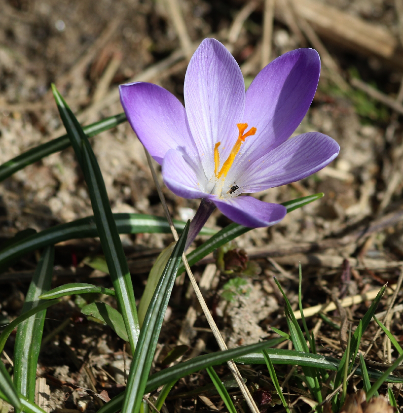 Изображение особи род Crocus.