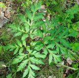 Pleurospermum uralense