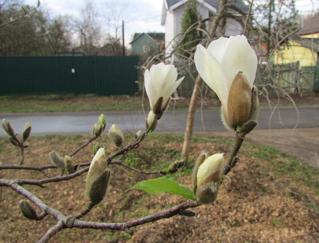 Image of Magnolia kobus specimen.